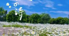 《追寻雏菊花海的完美攻略》（一场花海之旅，寻觅生命之美）