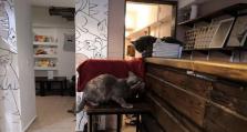 《掌握Cats的终极攻略》（一站式指南，帮你成为猫奴中的猫王）